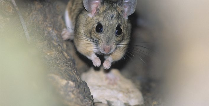 Muis